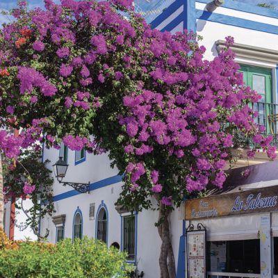 07-Gran-Canaria013-Groot