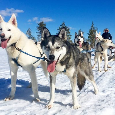 Asteria husky