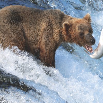 CIL_SBN_Alaska_Bear_GettyImages-157169542-Groot