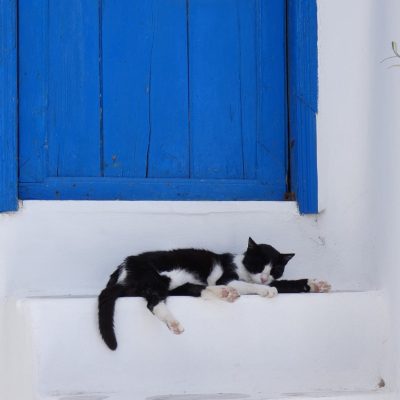 Griekenland kat