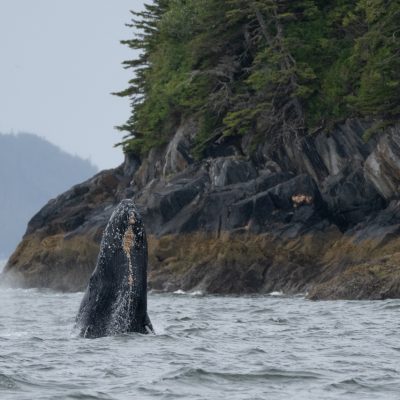Inian_Islands_Alaska-Khutzeymateen-Humpback-DSear-4June2024-02-Groot