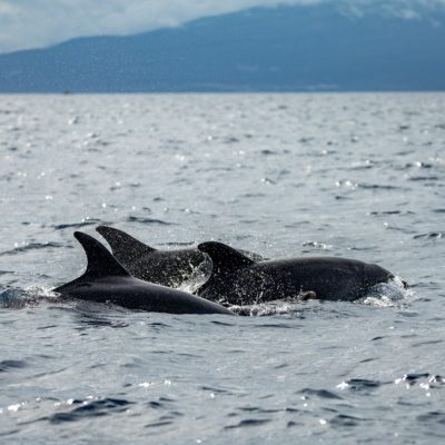 Wale_gehoren_zur_reichen_Tierwelt_der_Azoren_c_Hapag-Lloyd_Cruises-Groot