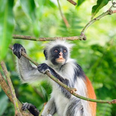 Zanzibar-2-Groot