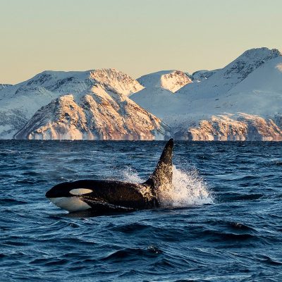 noorwegen-op-zoek-naar-het-noorderlicht-walvissafari-orka1